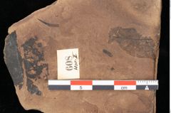 Foto (Detailansicht) von Myrica lignitum (Unger) Saporta (NHMW-GEO-2024-0188-0608)